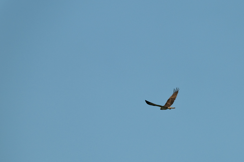 7 kalasaaksi 9.jpg - Kalasaaksi